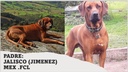 Cachorros Rhodesian