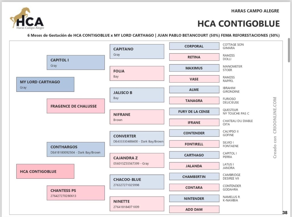 Embrión HCA Contigoblue & My Lord Carthago