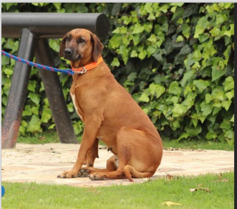 Cachorros Rhodesian