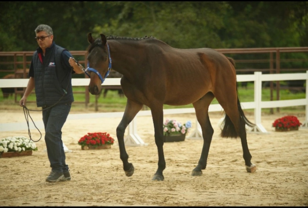 Caballo de Salto Conthvesper